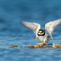 27542811685_0a700a3349_k